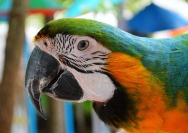 صور طيور ببغاء حلوة متنوعه Beautiful Parrots Images